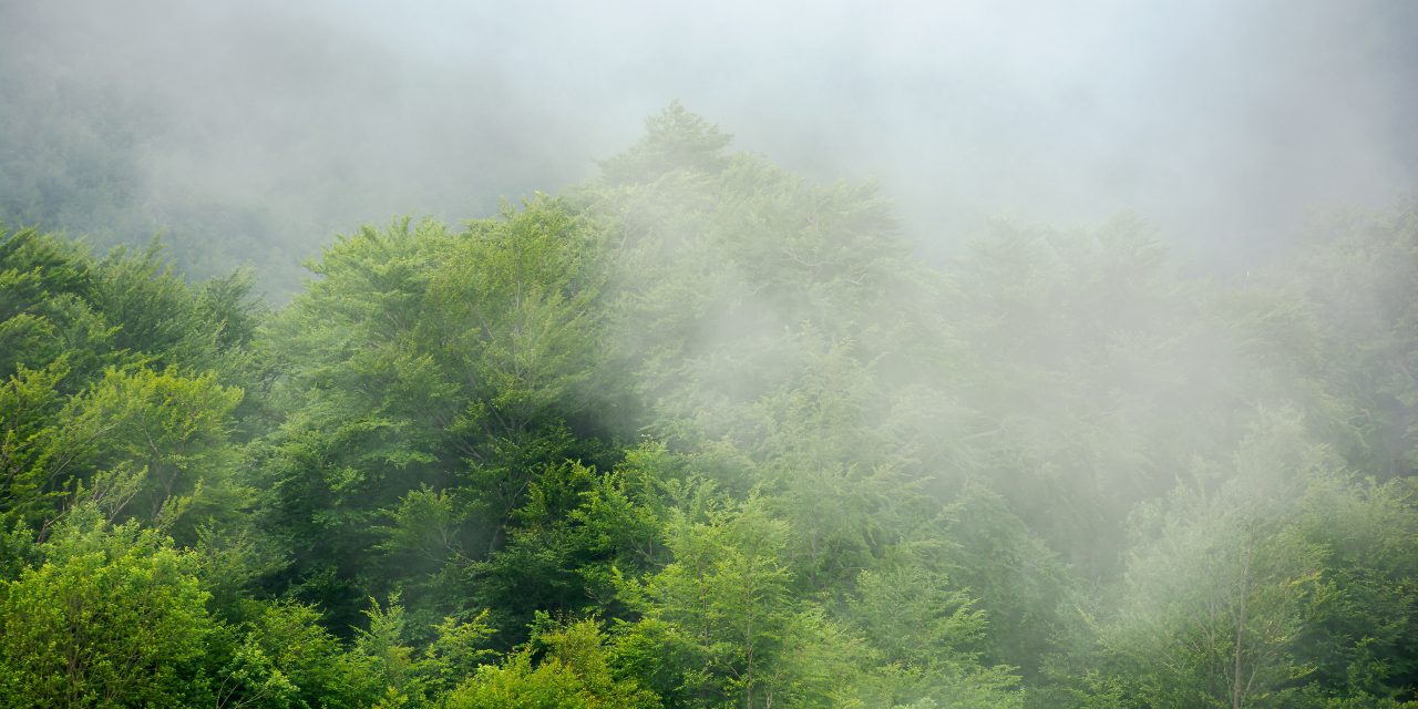 skyer stiger over skogen. vær med høy luftfuktighet. tåkete atmosfære. mystisk naturbakgrunn om morgenen