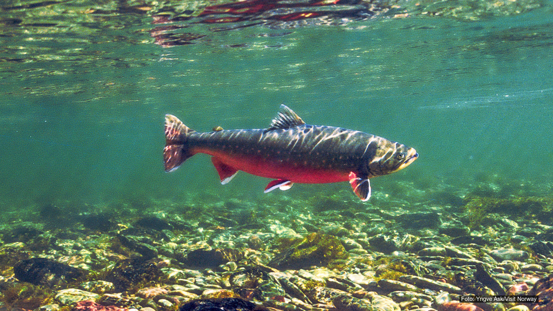 T33-Kartlegge gytebekker for sjøørett